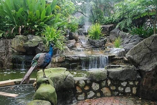 desain air terjun untuk taman